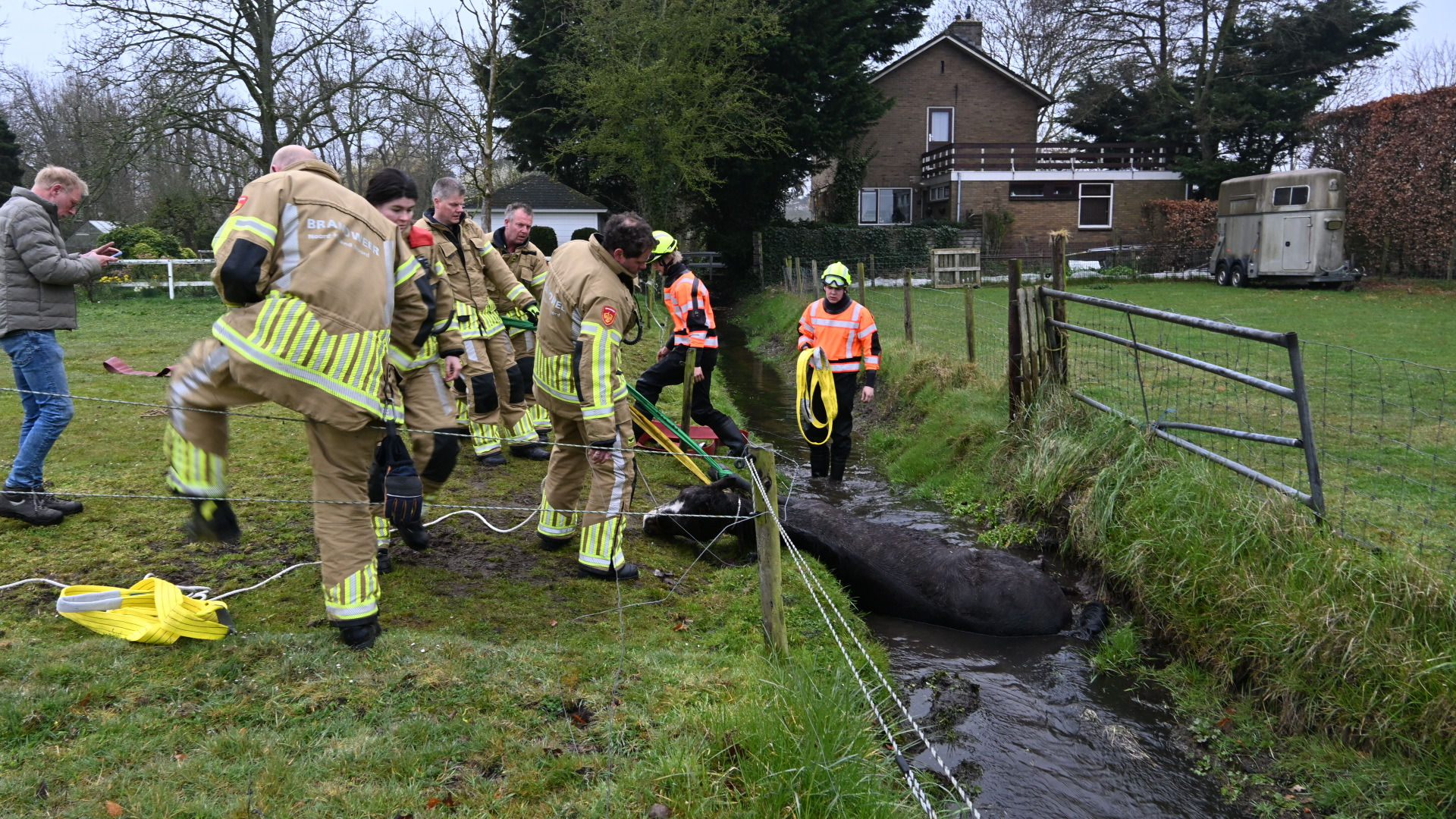Foto: paard in sloot Castricum3.JPG